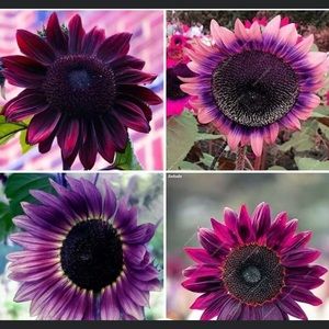 Meet your Posher, Tamara